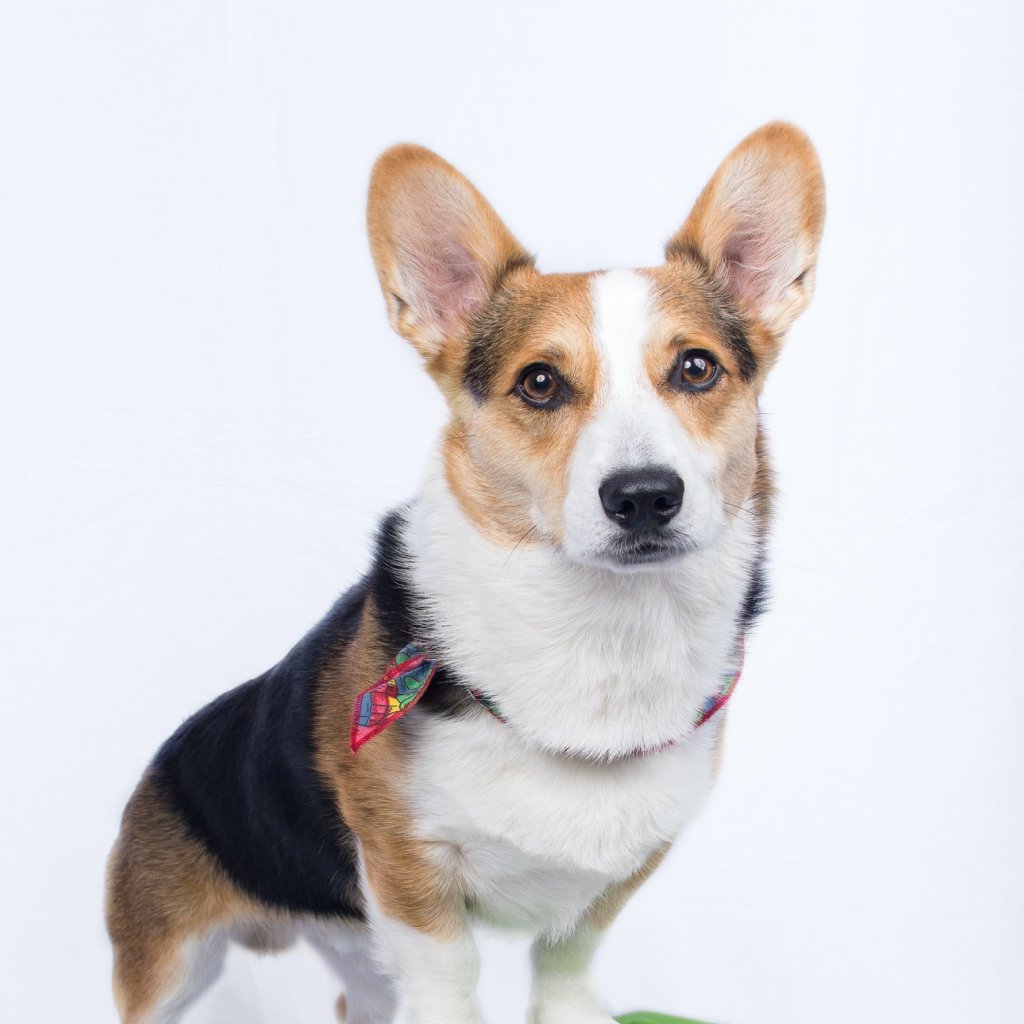 Koruptor Warga Sipil